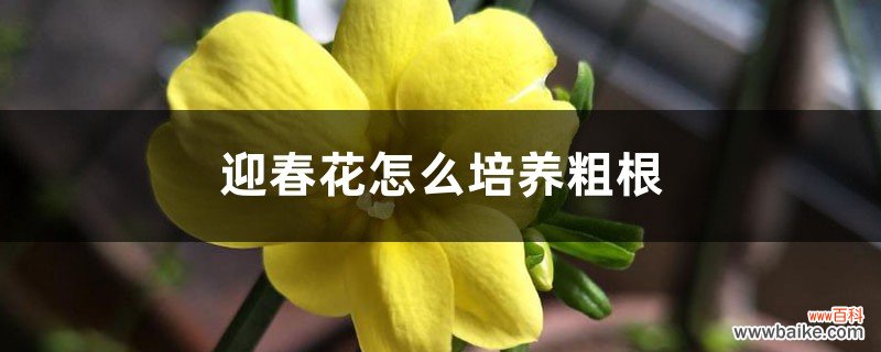 迎春花怎么培养粗根