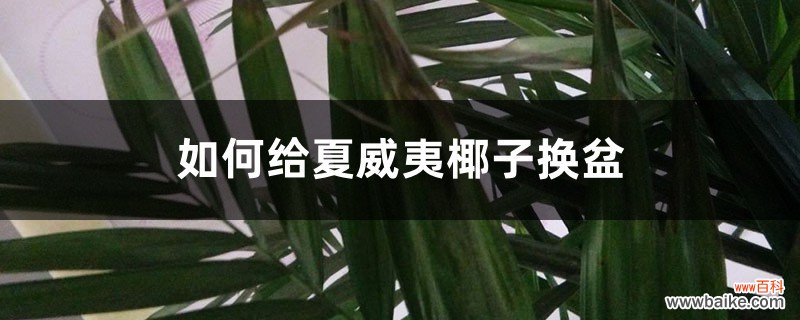 如何给夏威夷椰子换盆