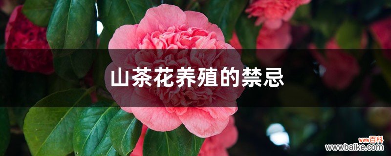 山茶花养殖的禁忌