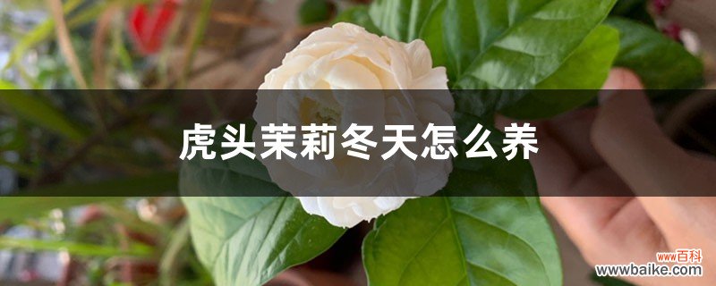 虎头茉莉冬天怎么养