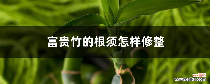 富贵竹的根须怎样修整