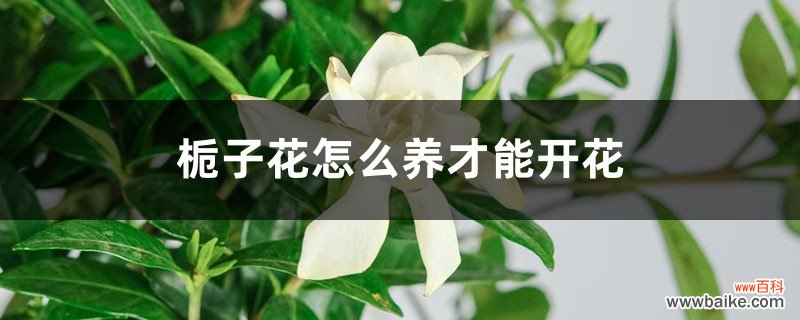 栀子花怎么养才能开花