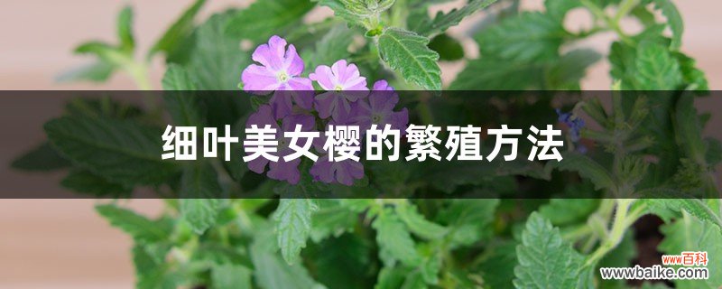 细叶美女樱的繁殖方法