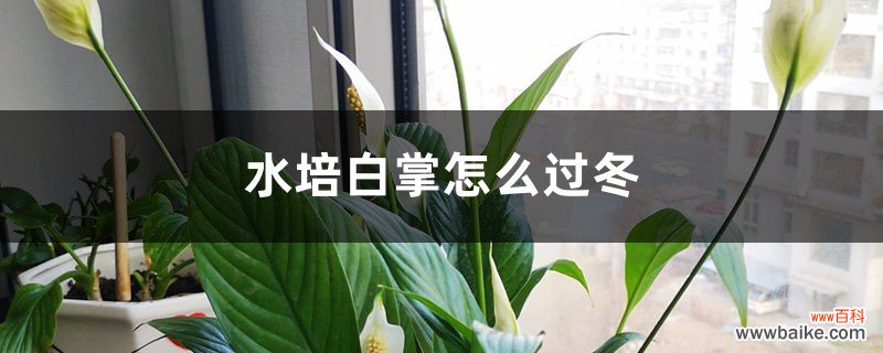 水培白掌怎么过冬