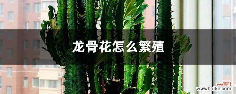 龙骨花怎么繁殖