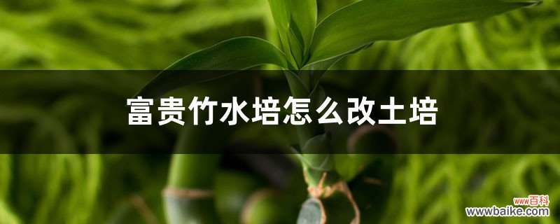 富贵竹水培怎么改土培