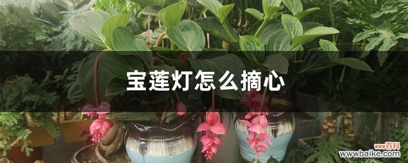 宝莲灯怎么摘心