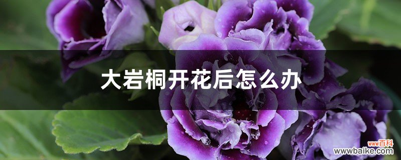 大岩桐开花后怎么办