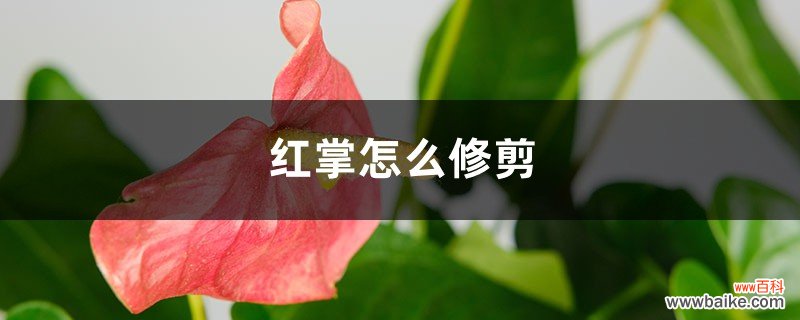 红掌怎么修剪