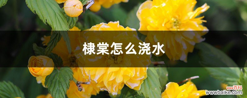 棣棠怎么浇水