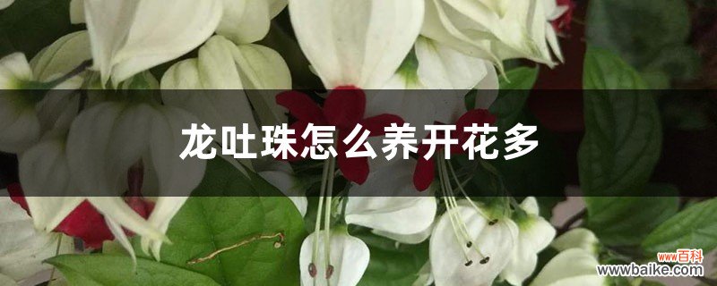 龙吐珠怎么养开花多