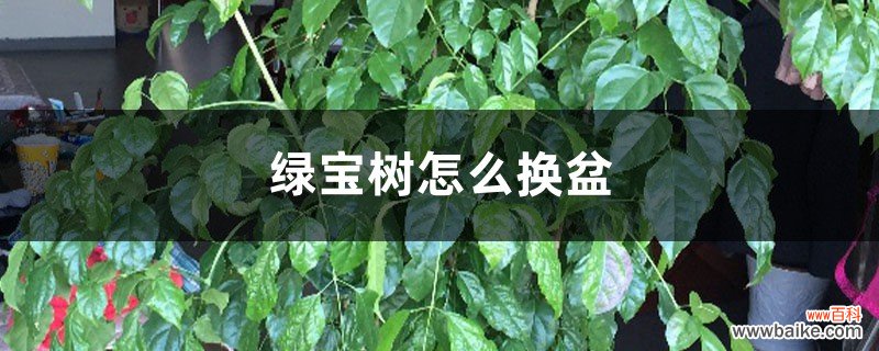 绿宝树怎么换盆