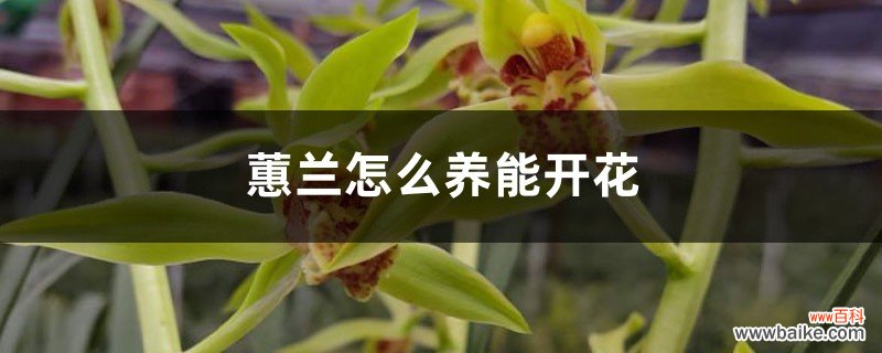 蕙兰怎么养能开花