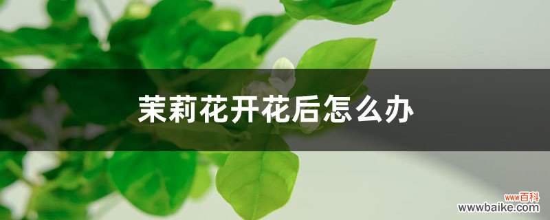 茉莉花开花后怎么办