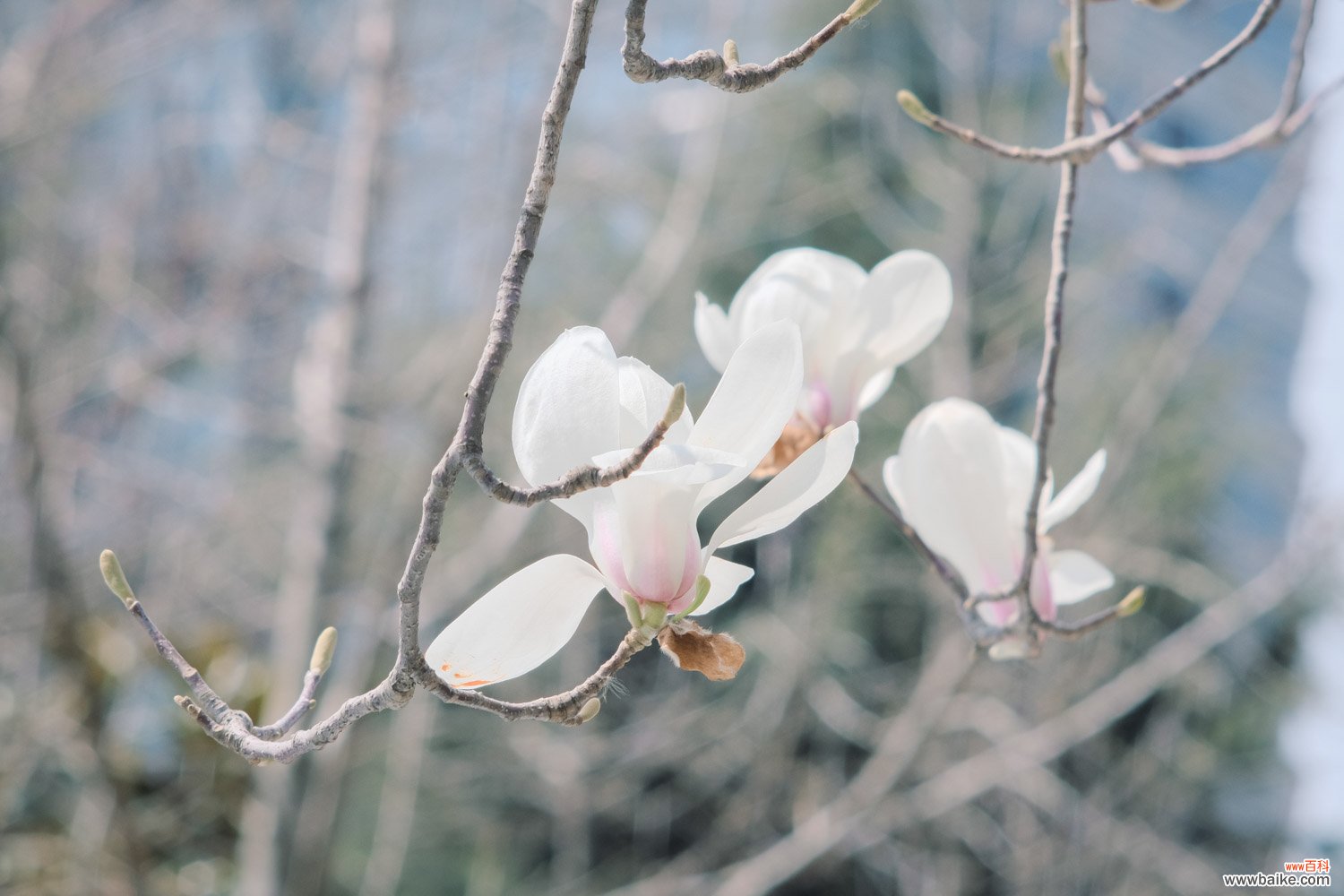 白玉兰开花后怎么办