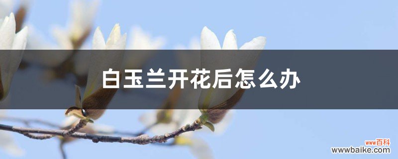 白玉兰开花后怎么办