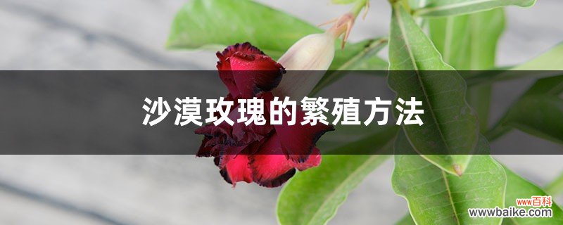 沙漠玫瑰的繁殖方法