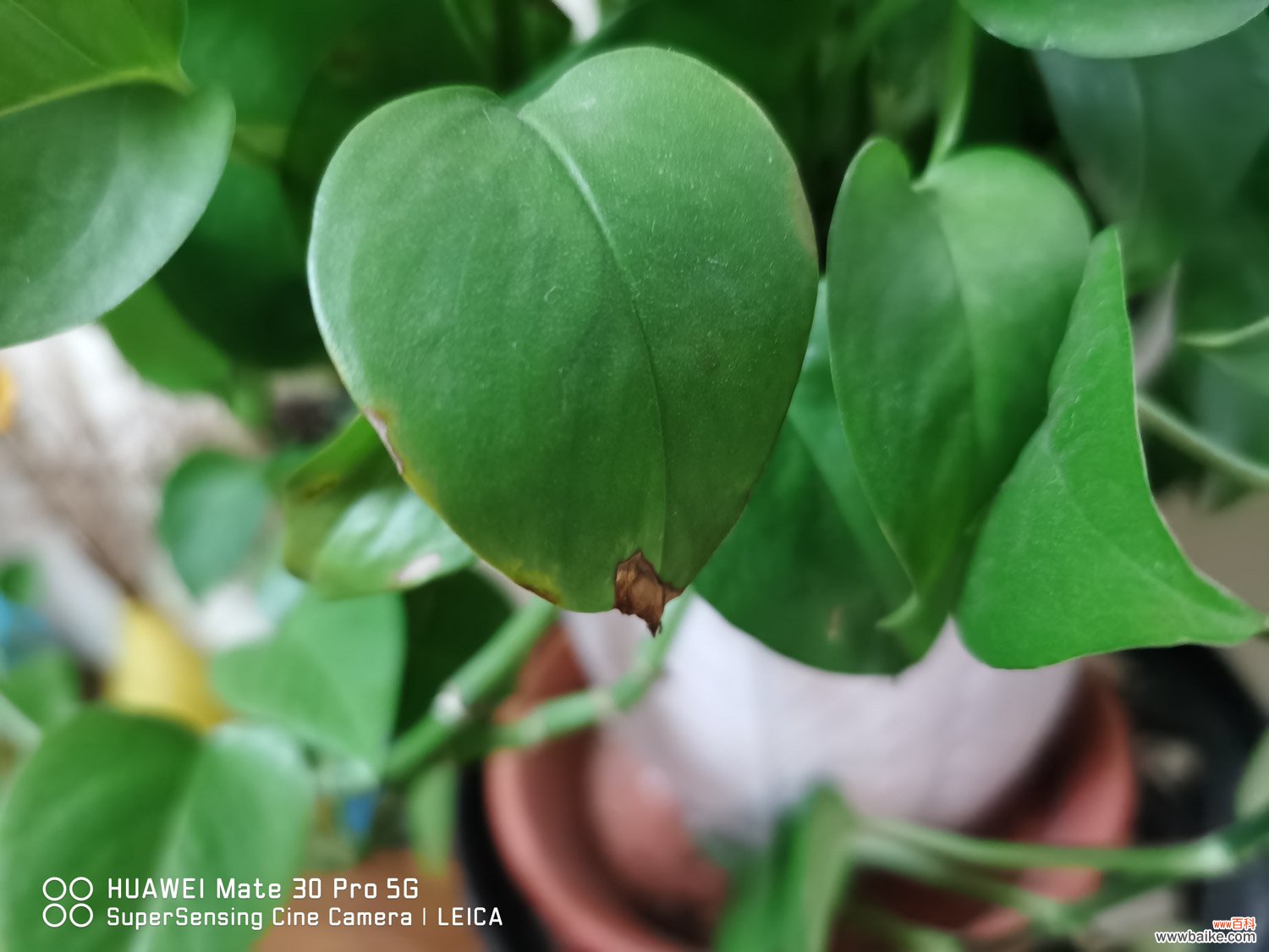 绿萝吊兰…千万别这么养，否则像打了激素，盆都撑爆了！