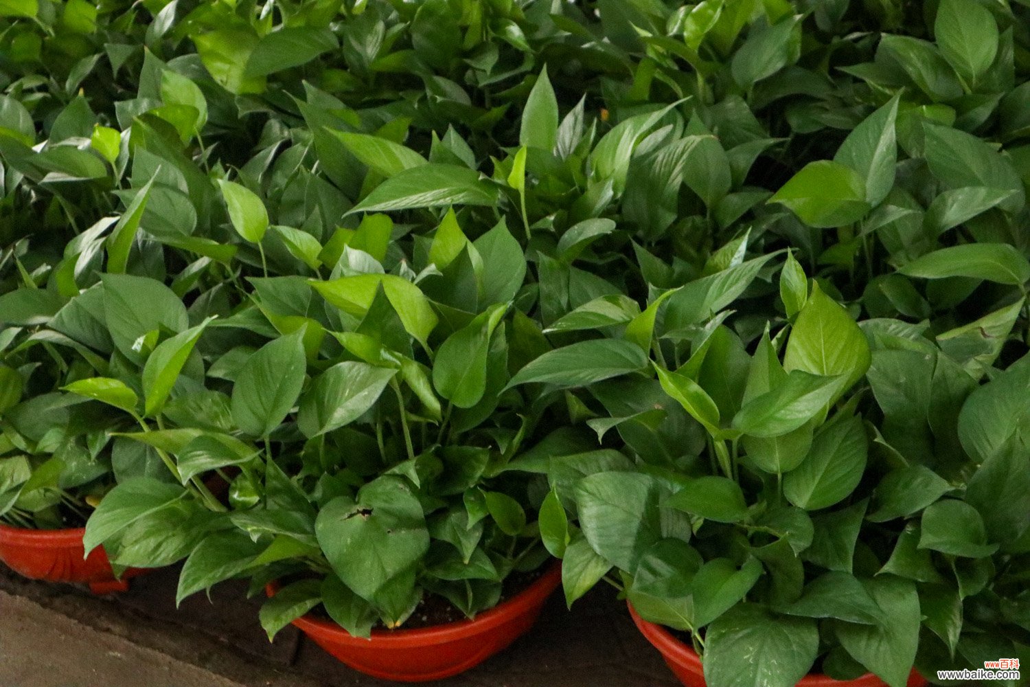 绿萝吊兰…千万别这么养，否则像打了激素，盆都撑爆了！