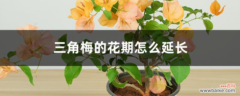 三角梅的花期怎么延长