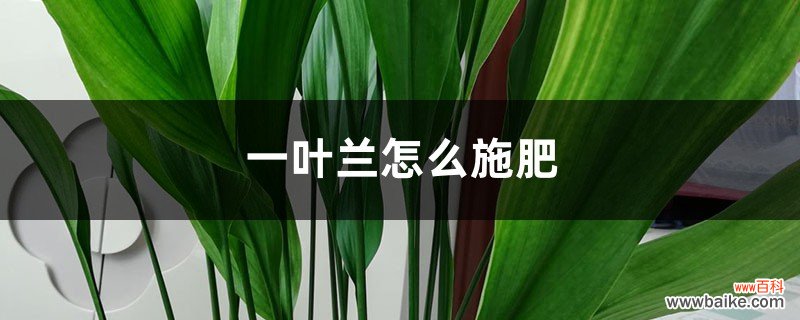 一叶兰怎么施肥