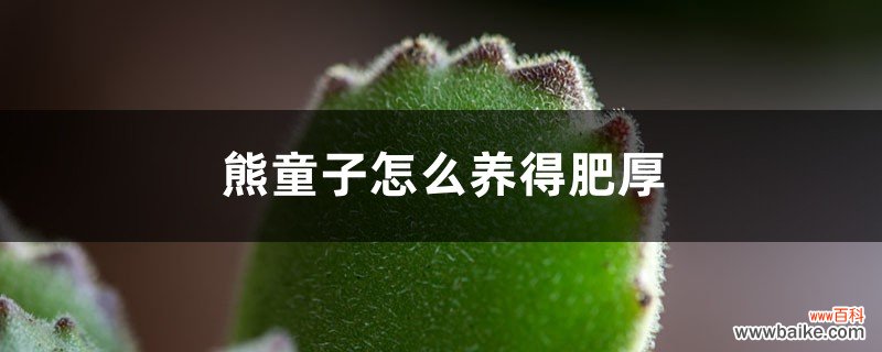 熊童子怎么养得肥厚