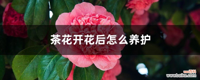 茶花开花后怎么养护