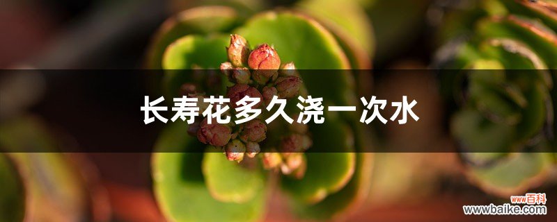 长寿花多久浇一次水