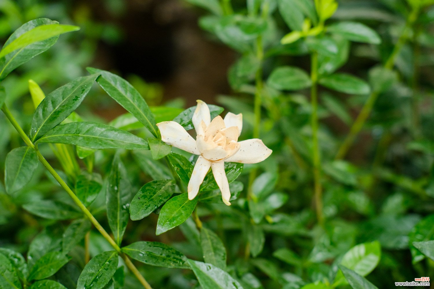 栀子花可以用醋浇吗