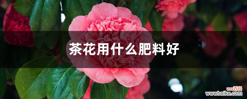 茶花用什么肥料好