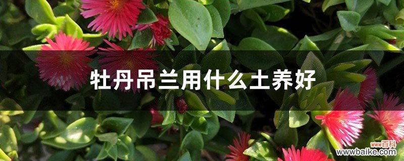 牡丹吊兰用什么土养好