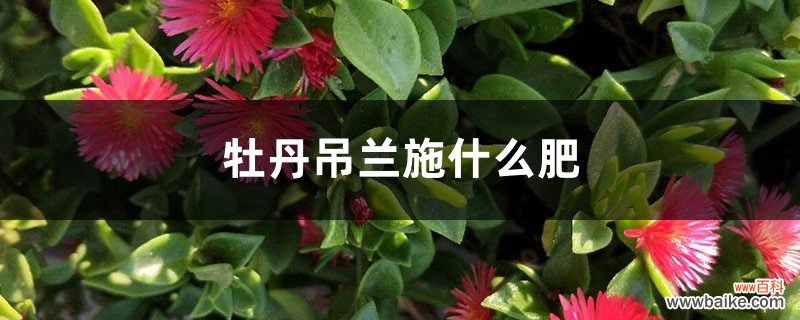 牡丹吊兰施什么肥