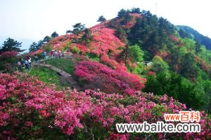 杜鹃花几天浇一次水