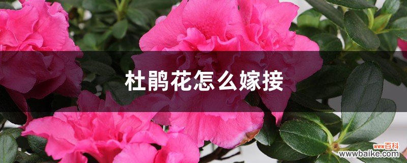 杜鹃花怎么嫁接