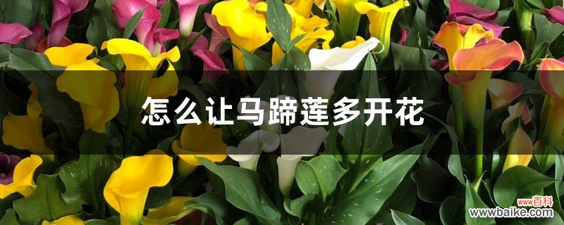 怎么让马蹄莲多开花