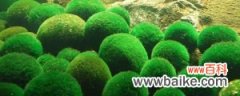 绿球藻的养殖方法