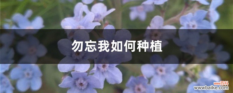 勿忘我如何种植