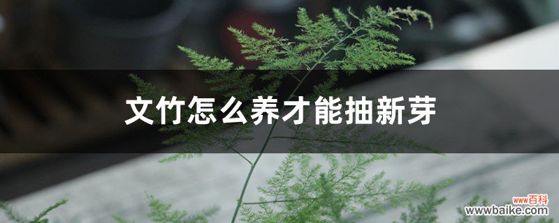 文竹怎么养才能抽新芽