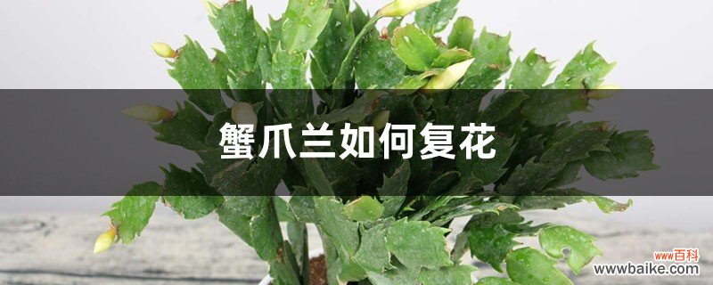 蟹爪兰如何复花