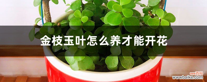 金枝玉叶怎么养才能开花