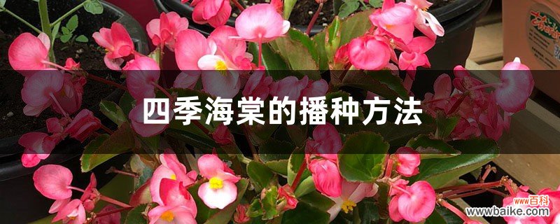 四季海棠的播种方法