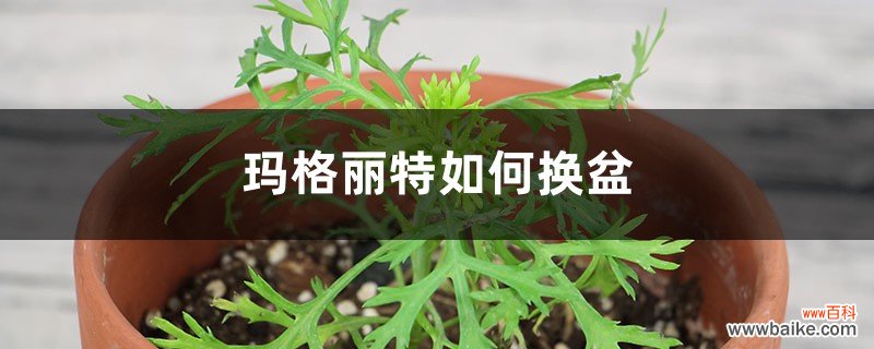 玛格丽特如何换盆