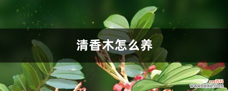 清香木怎么养