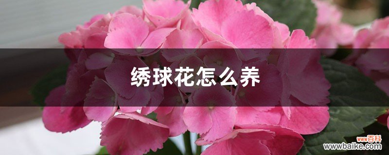 绣球花怎么养