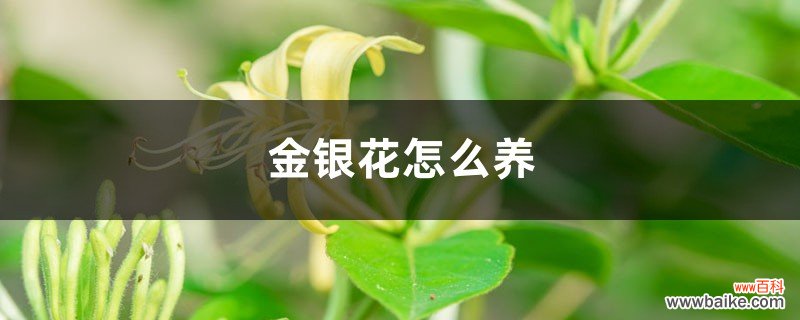 金银花怎么养