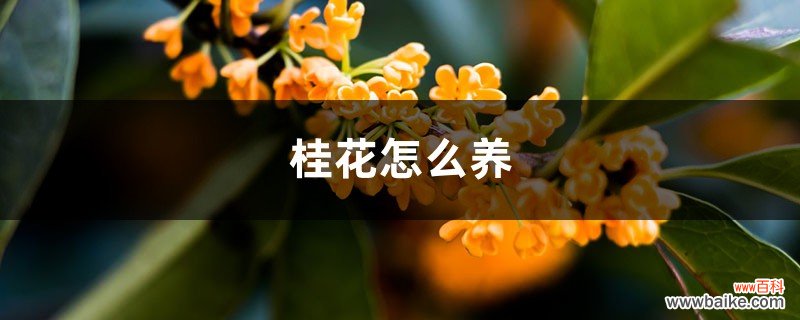 桂花怎么养