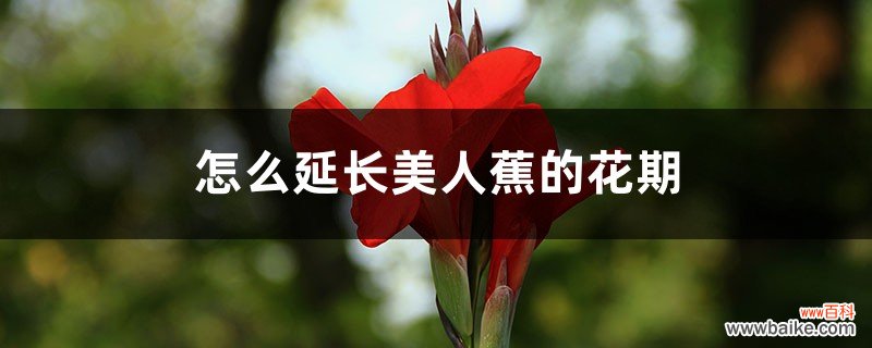 怎么延长美人蕉的花期