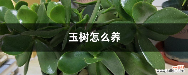 玉树怎么养