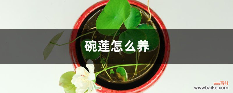 碗莲怎么养