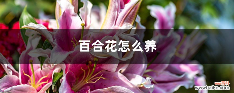 百合花怎么养